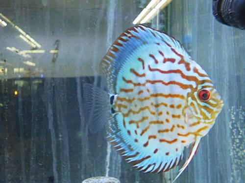 ブリリアントターコイズディスカス⑥ | ペットのデパート東葛 厚木店