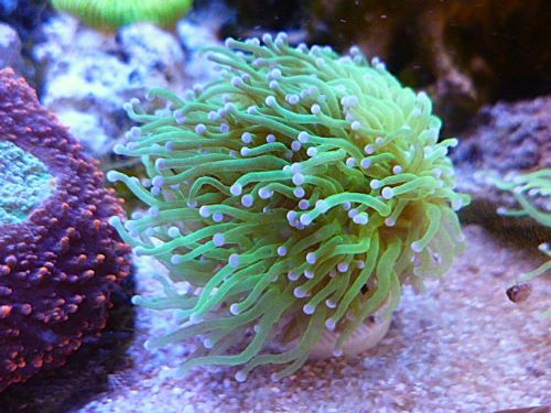 JJ Coral】 フラワーコーラル 美グリーンカラー