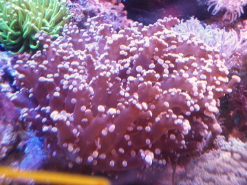 【オーストラリア産】ホンタコアシサンゴ HIMAWARI □ 極上特大 ホンタコアシサンゴ フルメタグリーン クリア