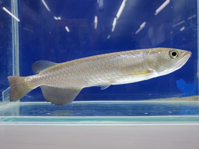 スポッテッドバラムンディ 生体 オーストラリア 幼魚 古代魚 アロワナ 