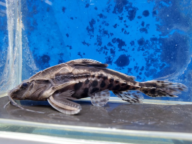 メガロドラス 体長8センチほど | ペットのデパート東葛船橋二和店