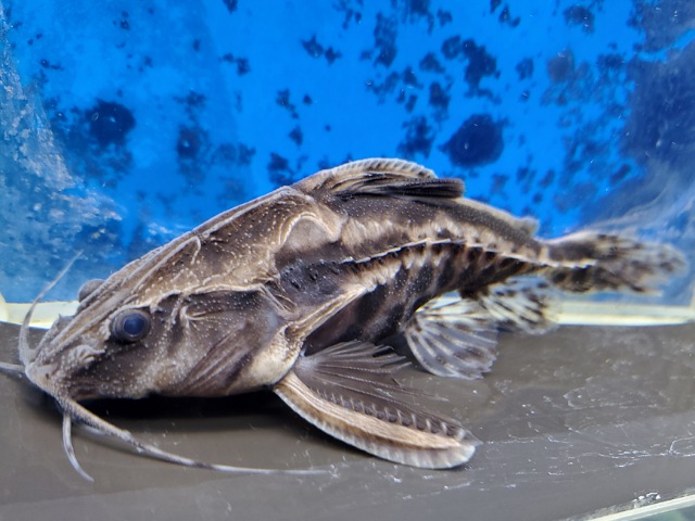 メガロドラス 体長8センチほど | ペットのデパート東葛船橋二和店