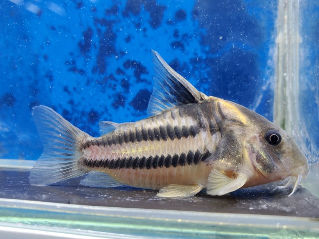 コリドラス コリドラス セラータス｜コリドラスの仲間 - Corydoras