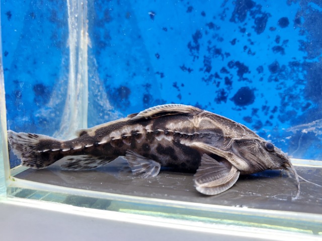 メガロドラス 体長8センチほど | ペットのデパート東葛船橋二和店