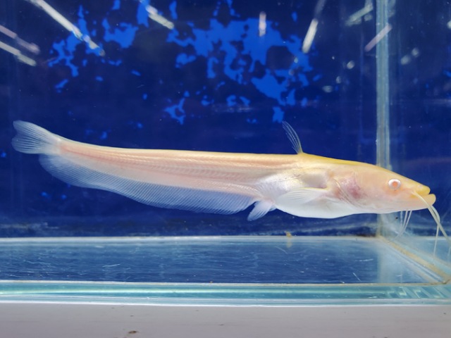 アルビノ南方大口ナマズ 体長13センチほど | ペットのデパート東葛船橋