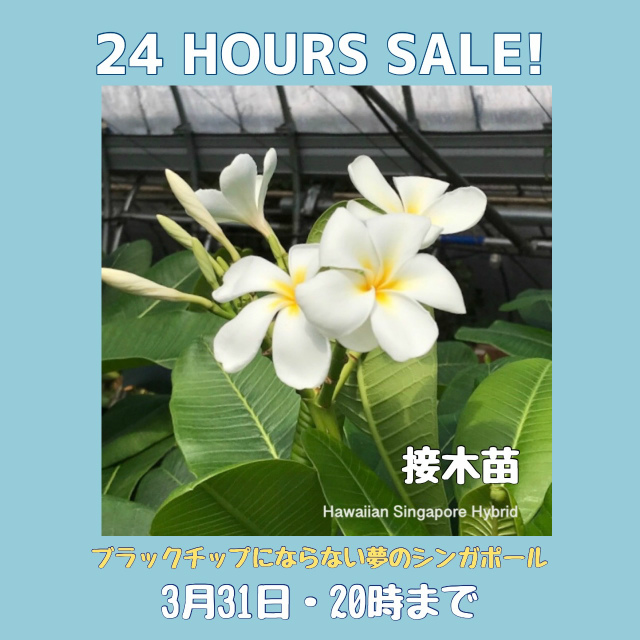 期間限定で10% OFF】限定３鉢・ 入手困難なオブツサ系プルメリア