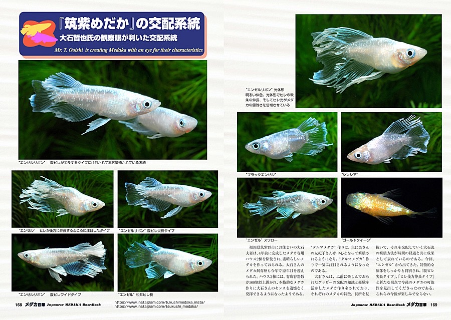 メダカ百華VOL.21【当店のダルマや新品種リボンが掲載】 | 筑紫めだか
