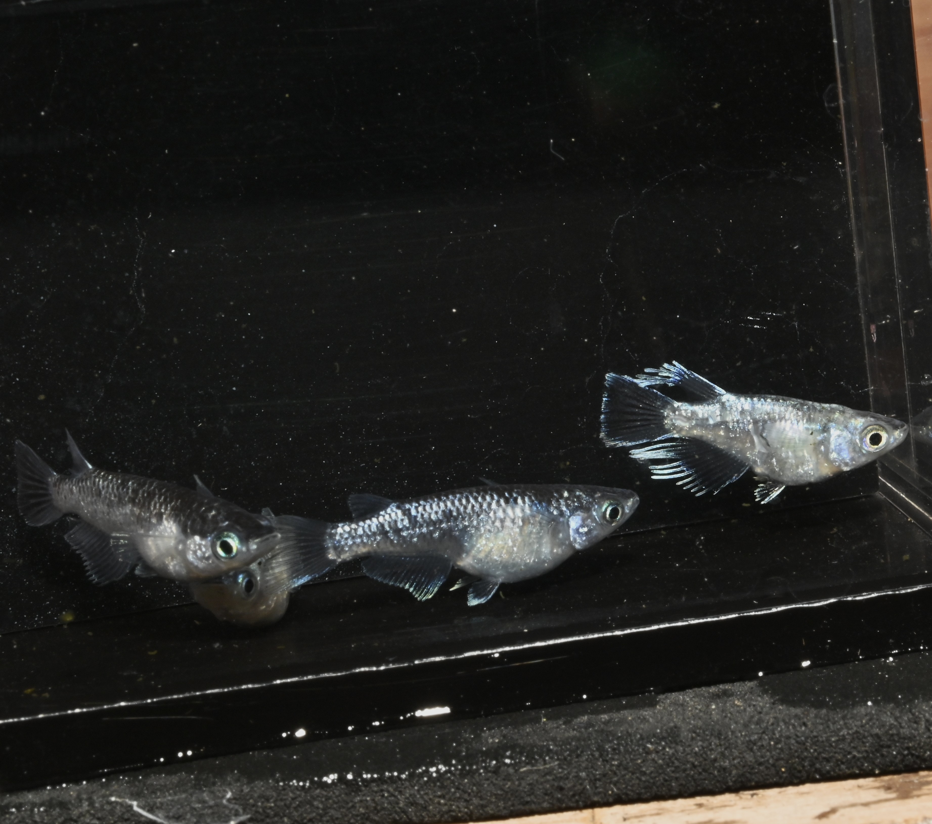 ★筑紫めだか★　黒龍姫　2ペア　 新品増量中!!＊新黒龍姫＊強烈なブラックリム極上の丹頂種親が産んだ