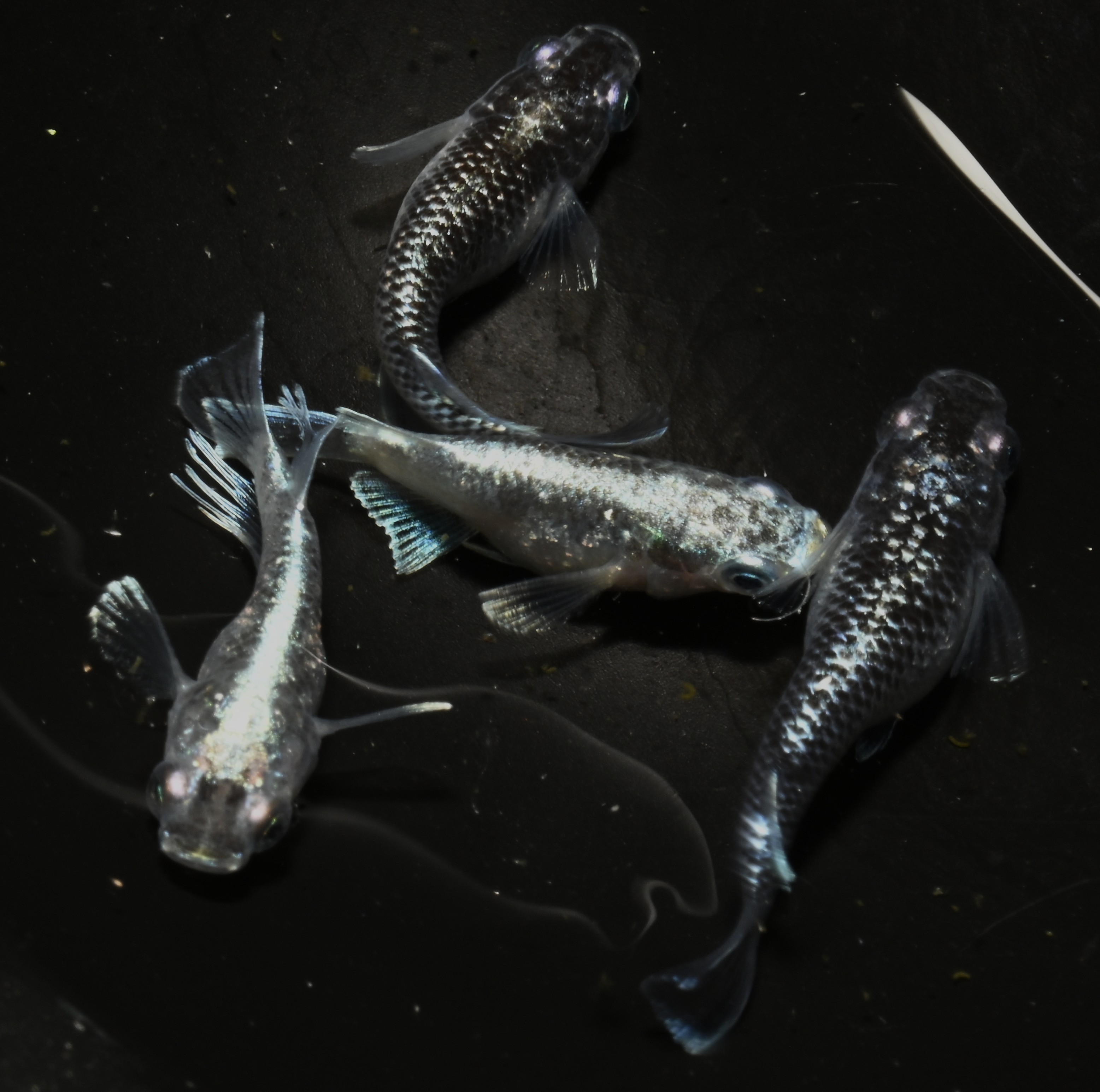 ★筑紫めだか★　黒龍姫　2ペア　 新品増量中!!＊新黒龍姫＊強烈なブラックリム極上の丹頂種親が産んだ