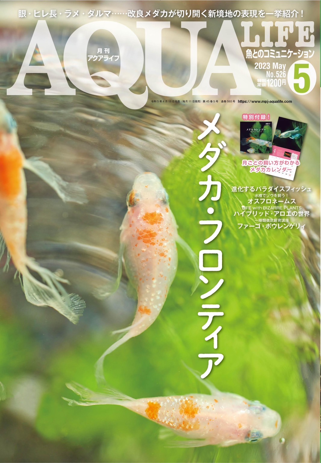 アクアライフ5月号めだか特集【当店のダルマが表紙】 | 筑紫めだか