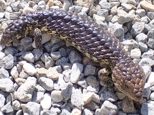 ヒガシマツカサトカゲ | 爬虫類 販売 KOBU JAPAN