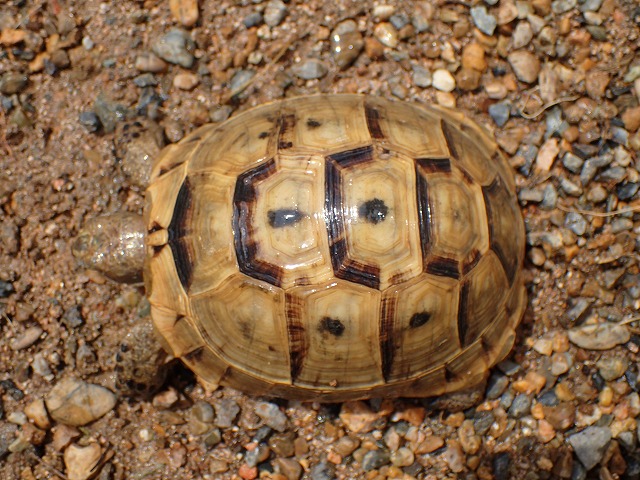 イベラギリシャリクガメ マケドニアCB④ | 爬虫類 販売 KOBU JAPAN