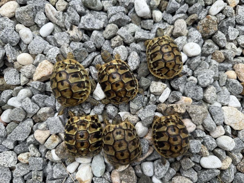 リクガメ等に使用してました！ 中古のインキュベータ（爬虫類） リクガメ等に使用してました！ 中古のインキュベータ（爬虫類