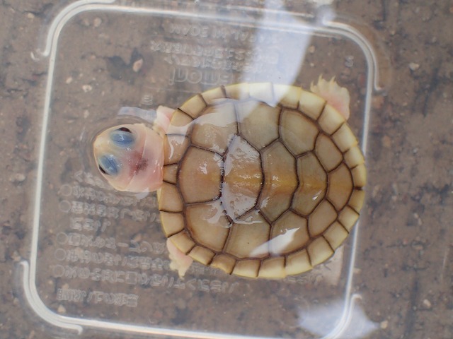 ミシシッピアカミミガメ キャラメルピンク 2022USACB① | 爬虫類 販売