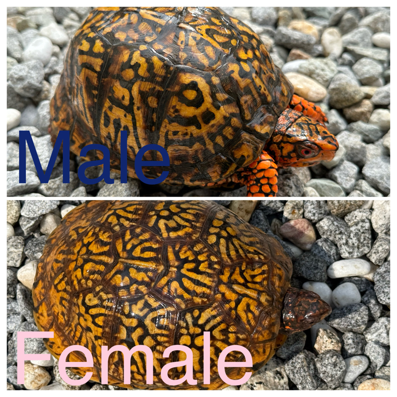 トウブハコガメ2025CB イエロー左点 | 爬虫類 販売 KOBU JAPAN