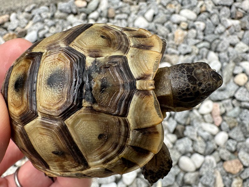 リクガメ飼育セット（傷あり） 尊い