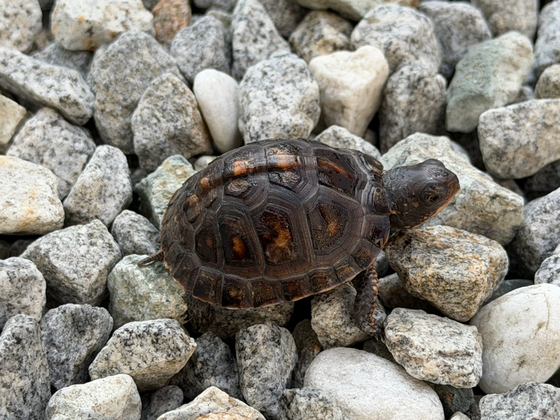 トウブハコガメ2025CB ブラック左点 多甲 | 爬虫類 販売 KOBU JAPAN