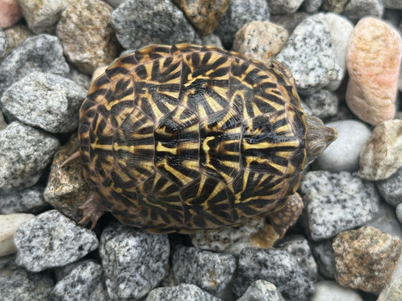 ミナミニシキハコガメ2025CB 完品 | 爬虫類 販売 KOBU JAPAN