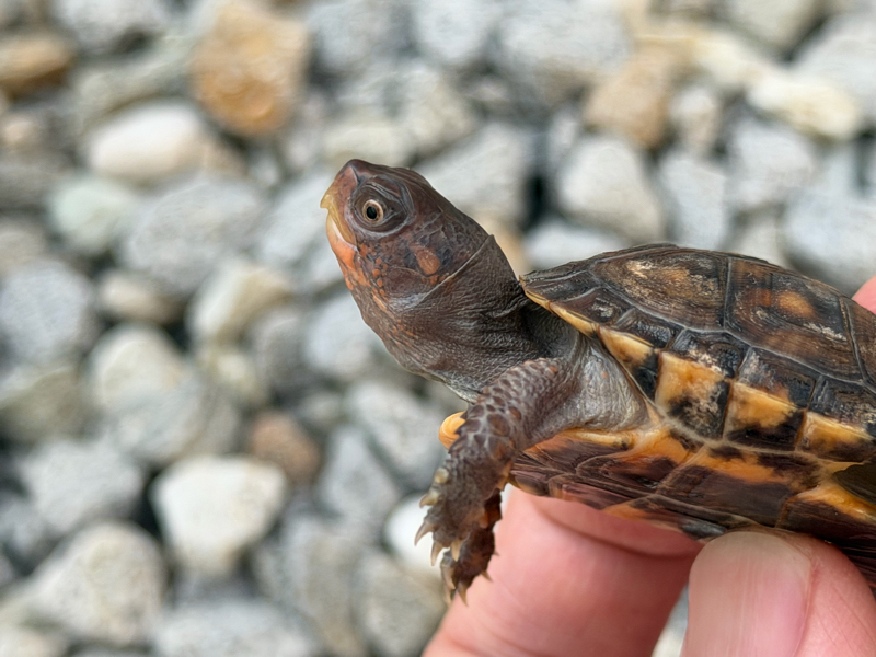 トウブハコガメ2025CB ブラック右点 多甲 | 爬虫類 販売 KOBU JAPAN