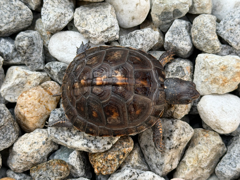 トウブハコガメ2025CB ブラック左点 多甲 | 爬虫類 販売 KOBU JAPAN