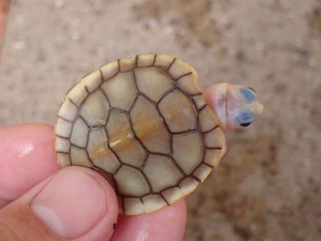 ミシシッピアカミミガメ キャラメルピンク 2022USACB① | 爬虫類 販売