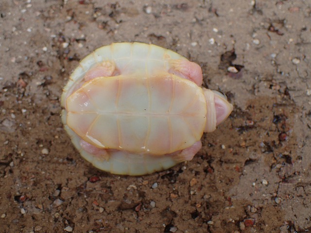 ミシシッピアカミミガメ キャラメルピンク 2022USACB① | 爬虫類 販売