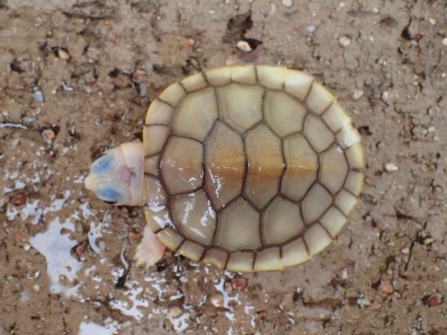 ミシシッピアカミミガメ キャラメルピンク 2022USACB① | 爬虫類 販売