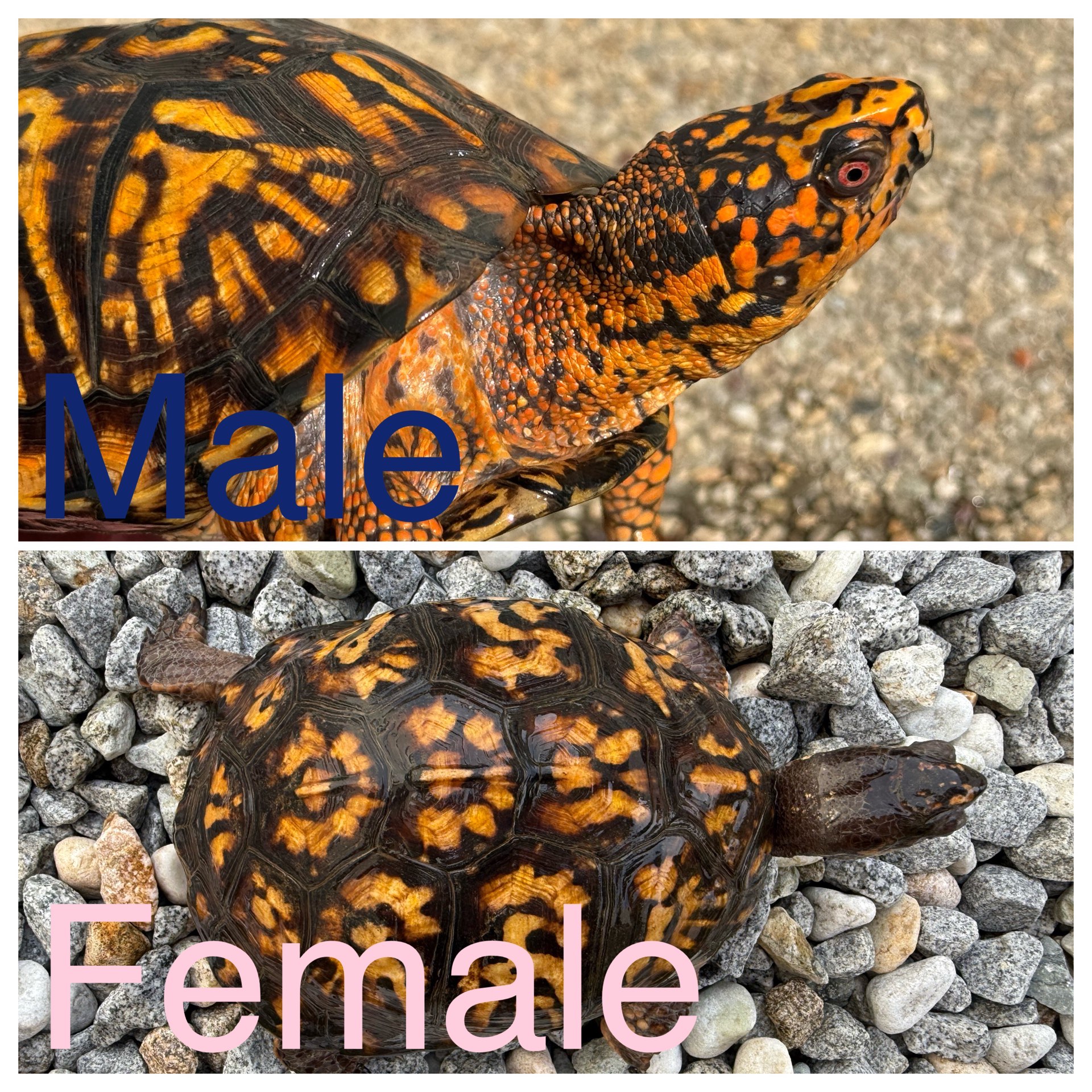 トウブハコガメ骨格標本　甲羅　フルアダルト極美　剥製　爬虫類 極美トウブハコガメ 黒黄 アダルトペア 飼い込み | 爬虫類