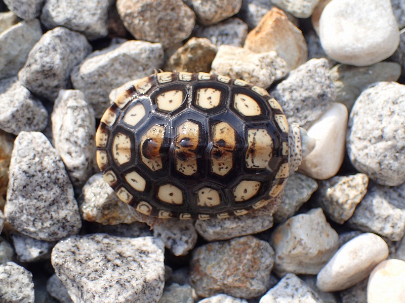 オルナータダイヤモンドバックテラピン 2023CB ホワイトヘッド6