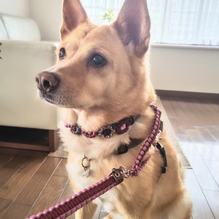 クリックで画像を表示