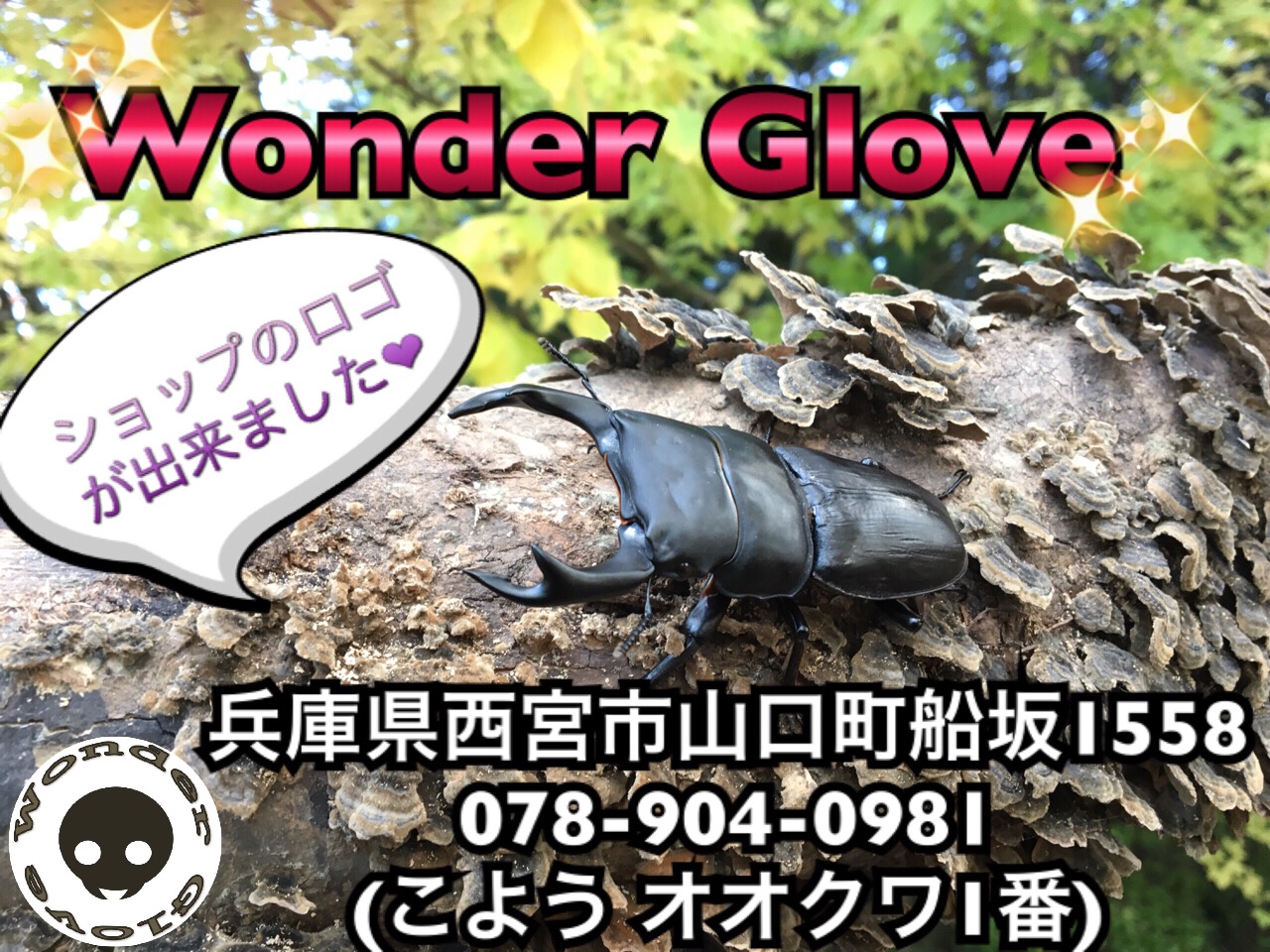 クワガタ・カブト販売店　-Wonder Glove- 販売ページ