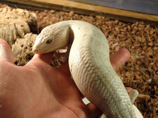 ☆アオジタトカゲ スーパーハイポhet66%ハイパーメラニ