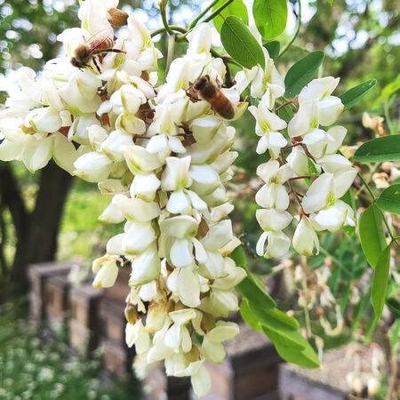 秋田県産あかしあ蜂蜜2400 - 秋田白神の天然蜂蜜 米森養蜂園