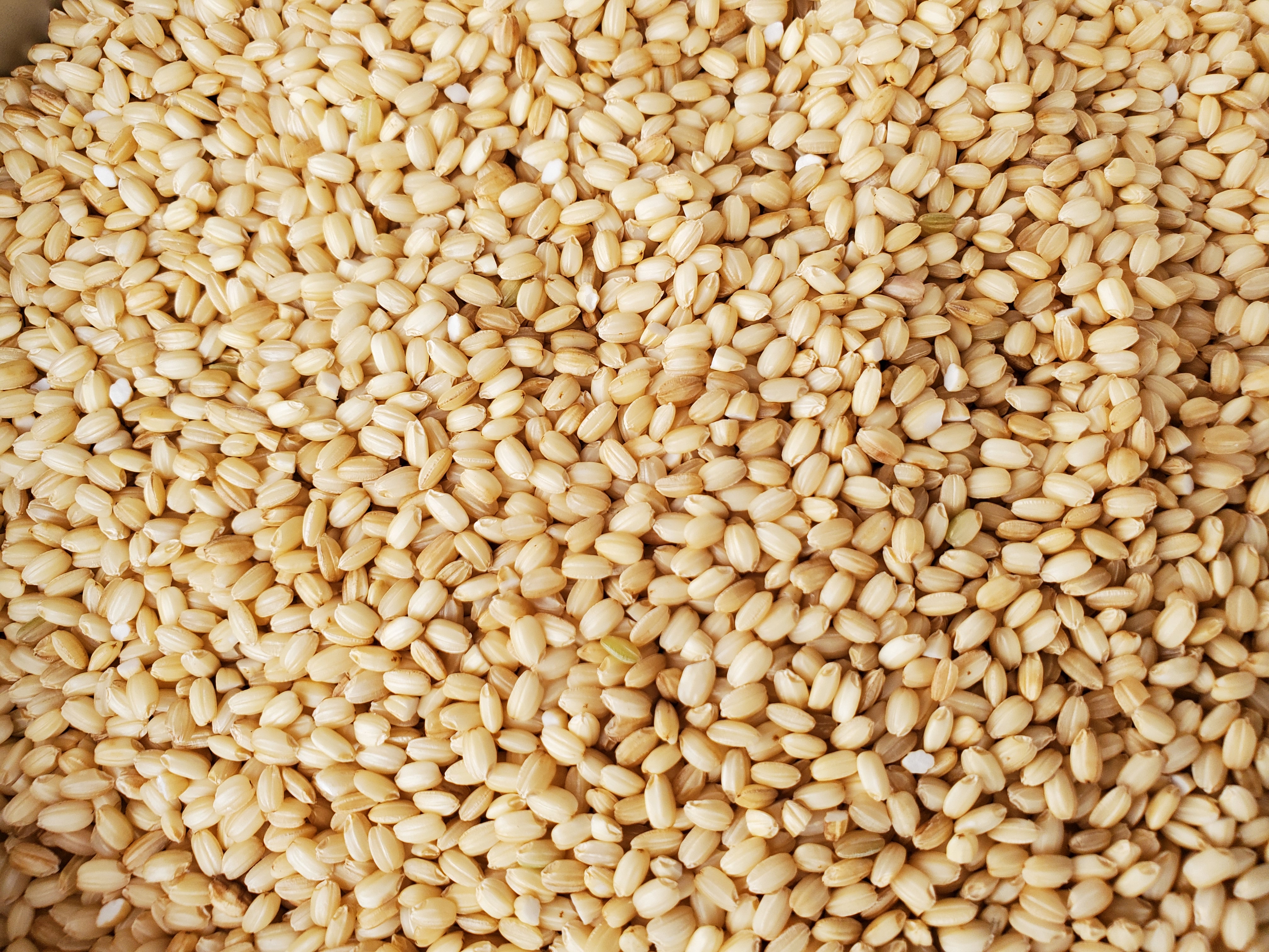 高品質】もち米 25kg 自然栽培 天日干し 【楽天市場】自然栽培 もち米