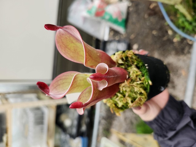 食虫植物N. xtrusmadensis AW clone:3 N.x trusmadiensis clone 2. : fukuro