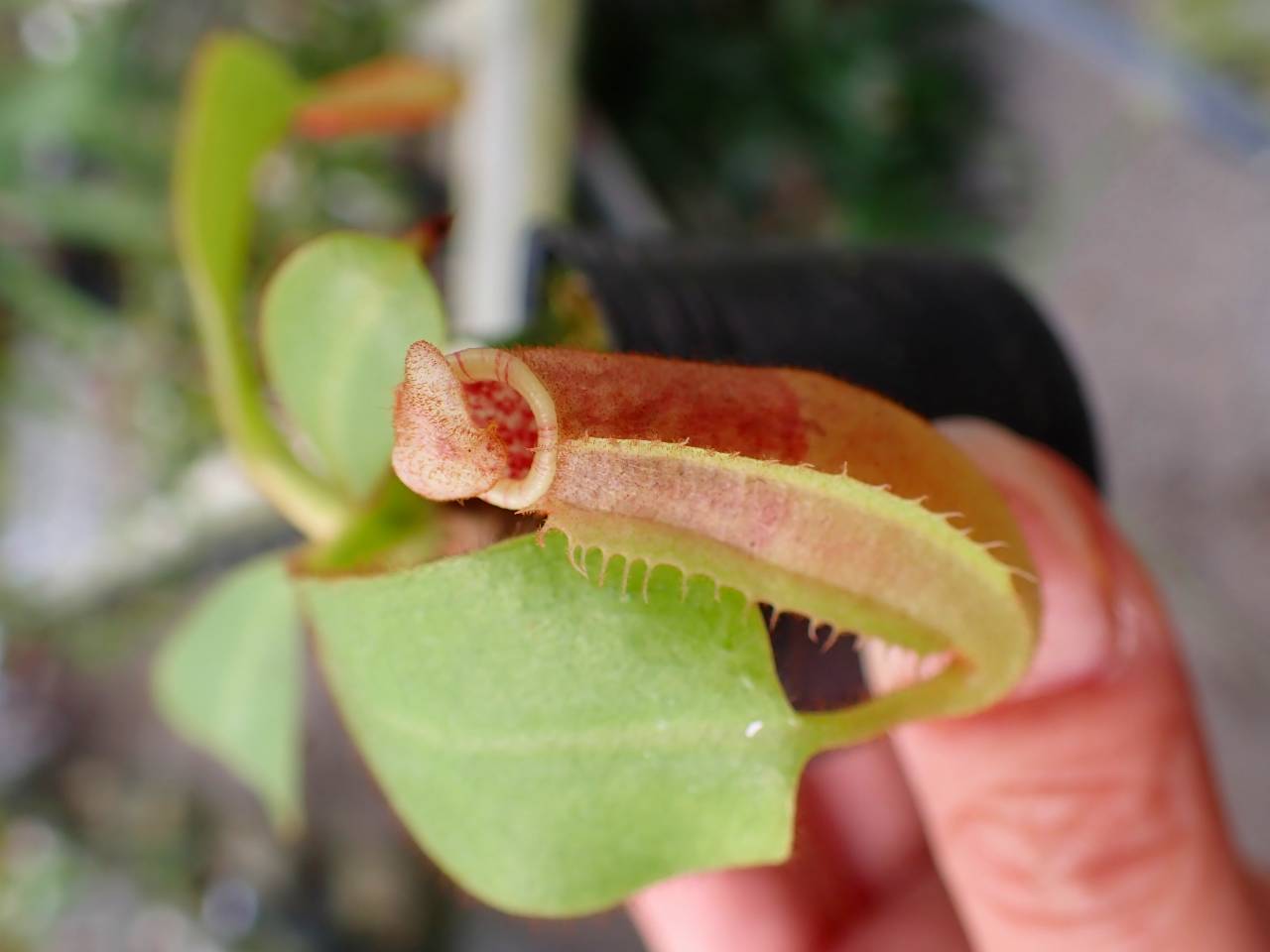 ウツボカズラネペンテス ネペンテス ビーチ 虫植物 ネペンテス ビーチ