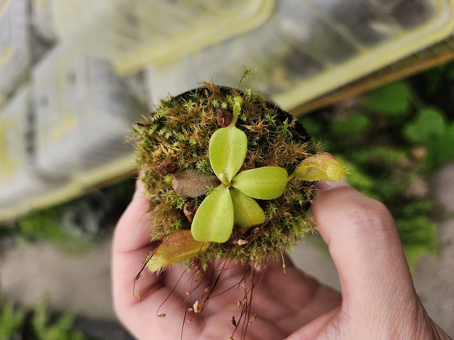 E206 1-4 N. adrianii NE-141 MT x truncata Hghland red Y's - Y's