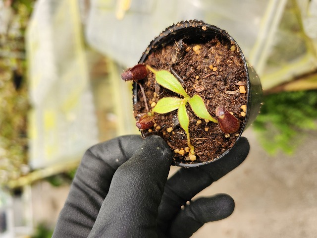 Yu-ゆぅ品 Amazon.com: Injection Pump 8973865576 8-97386-557-6 294000