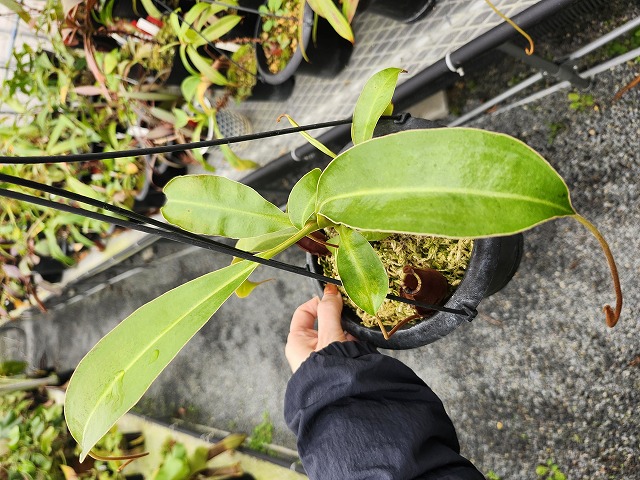 J546 5-1 N. (ampullaria x viking) x lowii - Y's Exotics （山田食虫