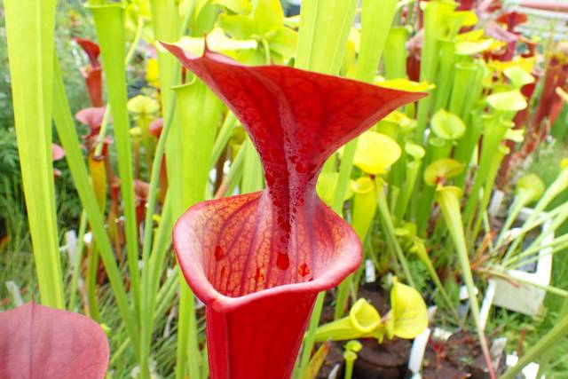 P900 F27C S. flava var. atropurpurea (all red Black Water