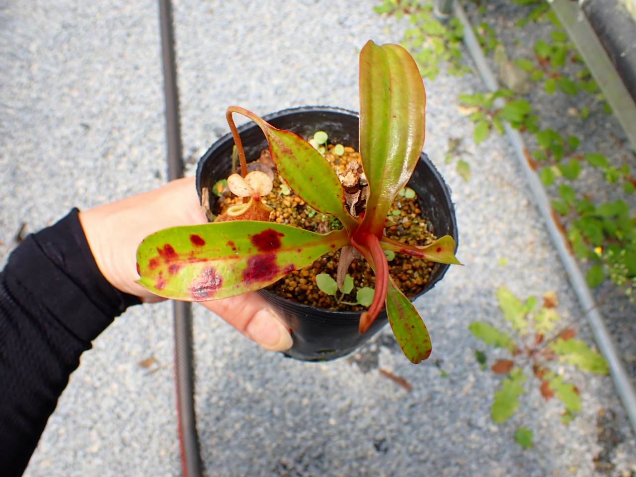 J630 5-3 N. rafflesiana x sibuyanensis (BE-9999) BE - Y's Exotics