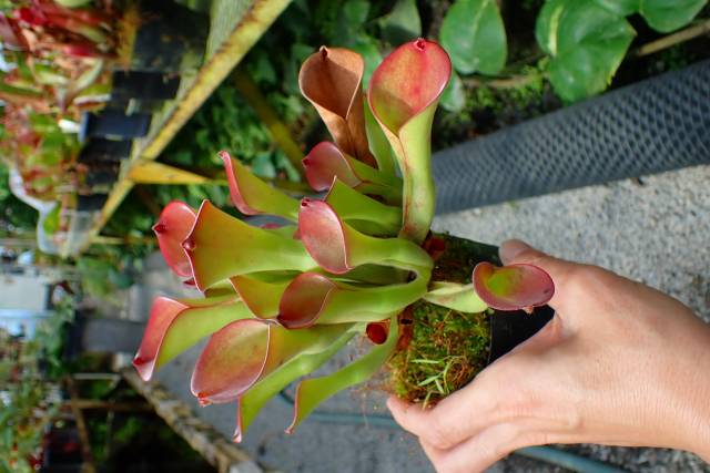 G490 1-1 H. exappendiculata (Apacapa Tepui) AW | Y's Exotics