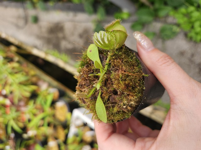 299 1-2 Cephalotus follicularis seedlings of Hummer's Giant 06 BCP