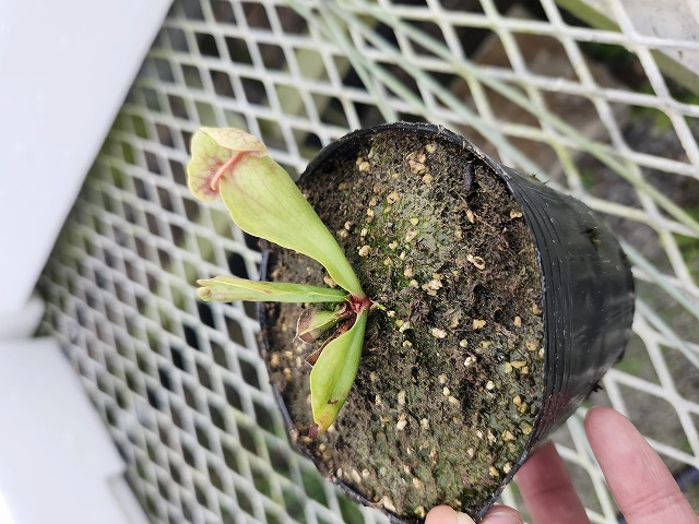 P015 4-1 S. purpurea ssp. venosa var. burkii Araflora - Y's
