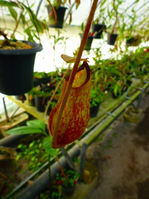 G776 3-3 N. xCoccinea 一正園 | Y's Exotics （山田食虫植物農園）