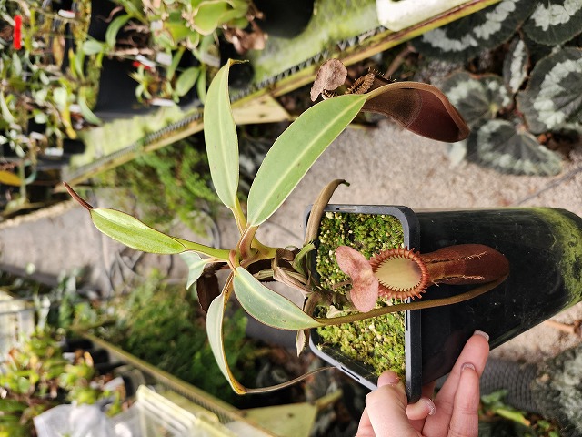 R415 1-2 N. edwardsiana (Tambuyukon) - Y's Exotics （山田食虫植物