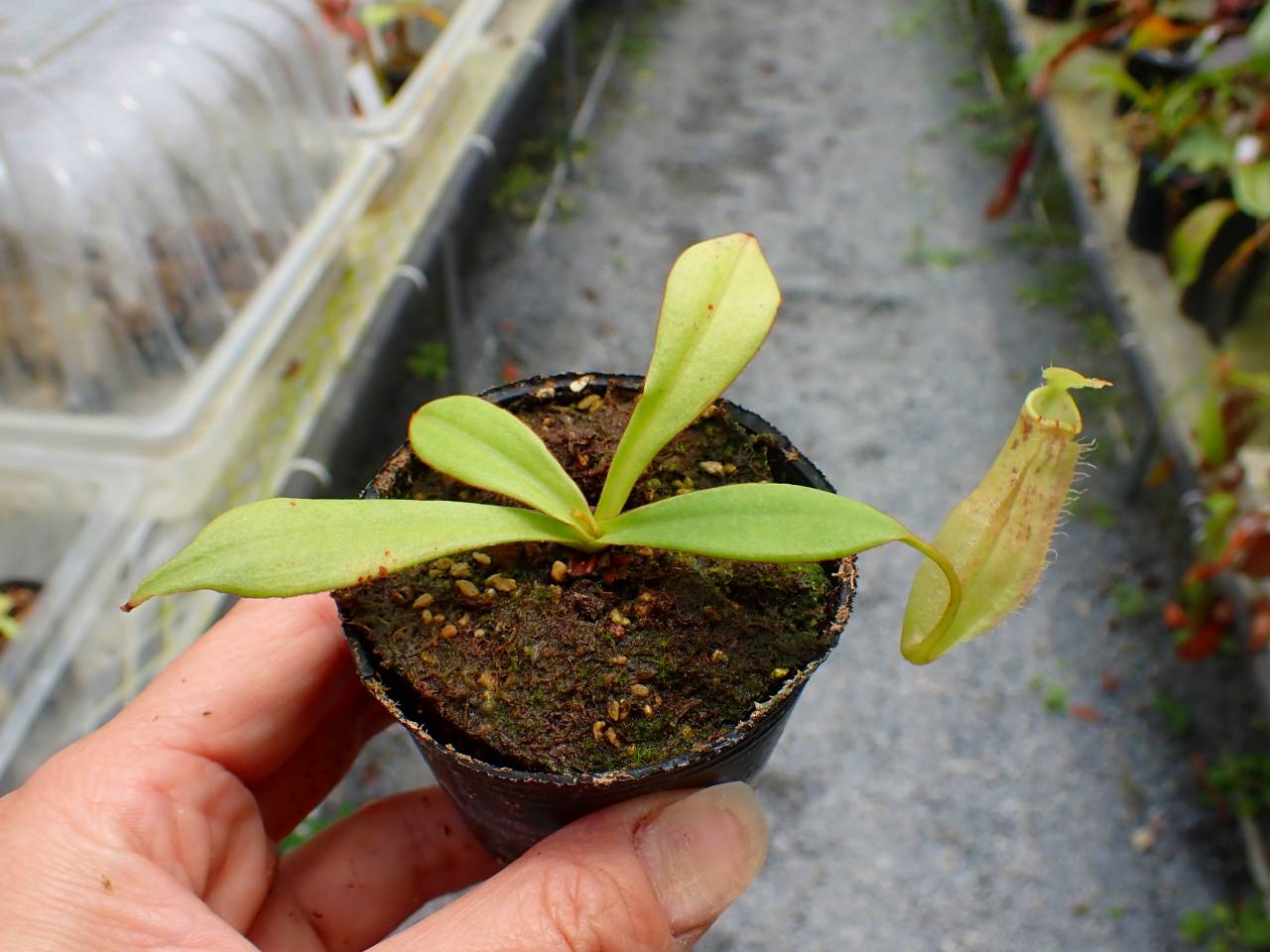 G992 5-1 N. sumatrana Y's Lab - Y's Exotics （山田食虫植物農園）