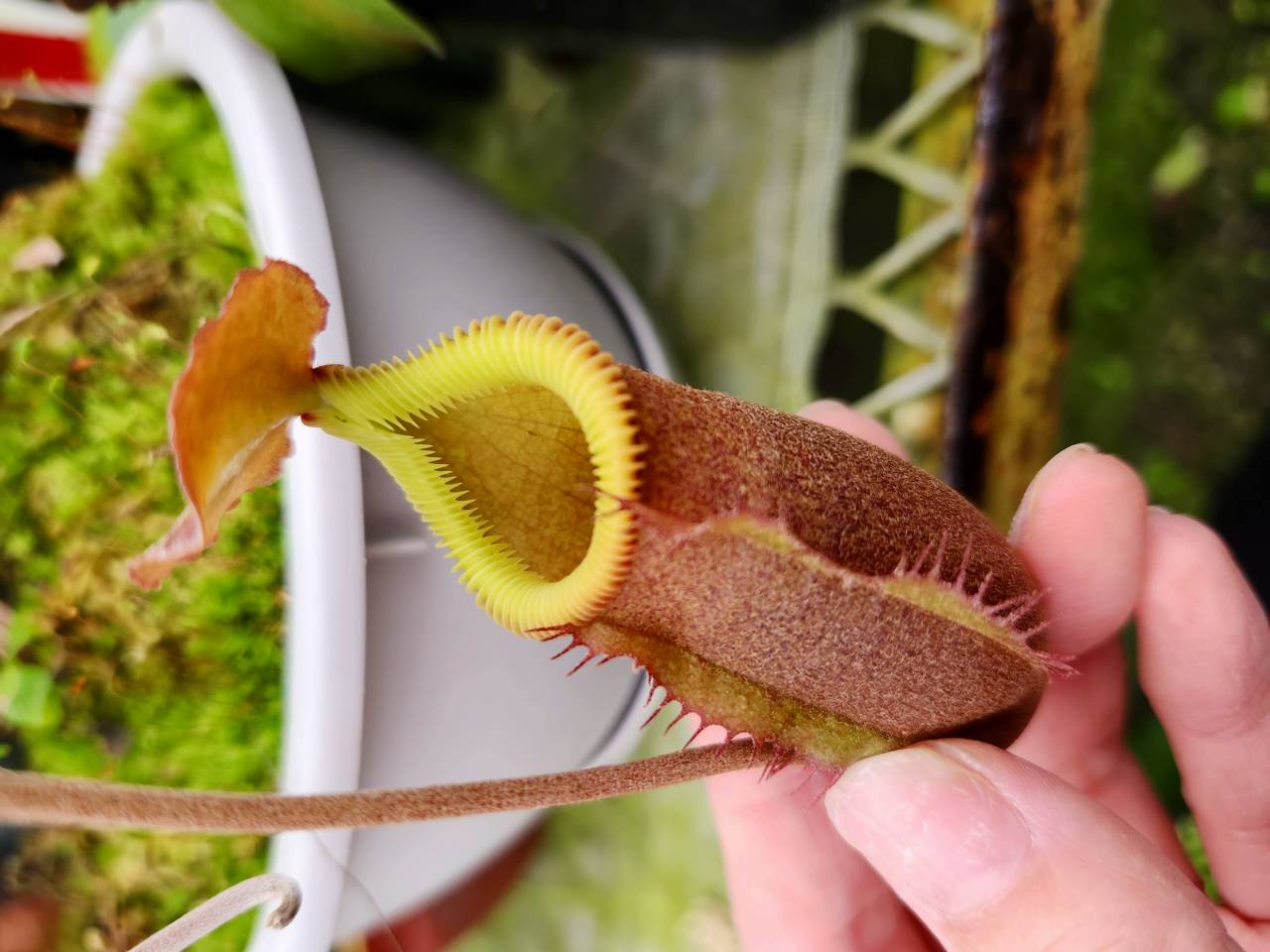 R327 1-3 N. undulatifolia x edwardsiana konan - Y's Exotics （山田