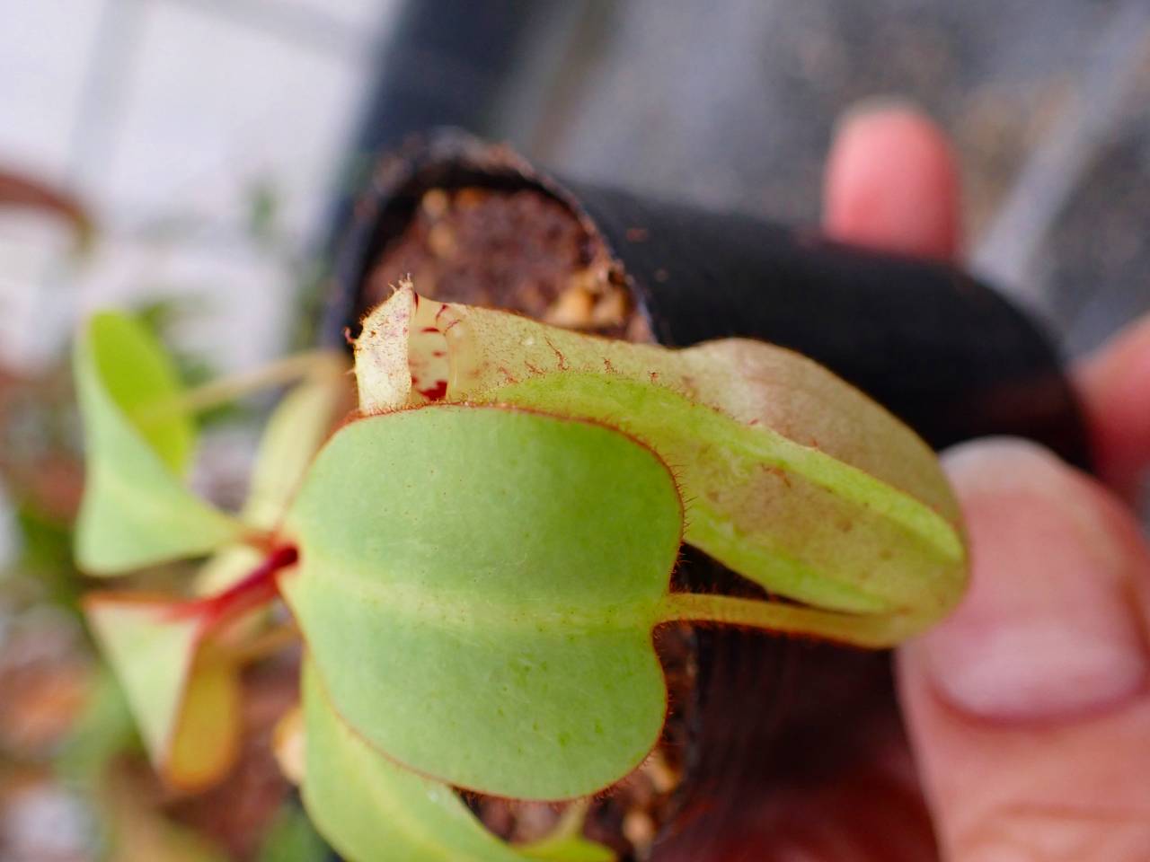 P134 5-1 [YA-170] N. clipeata Nep Gardner Y's Lab - Y's Exotics