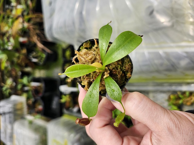 P735 1-4 N. lowii x macrophylla #NNN - Y's Exotics （山田食虫植物